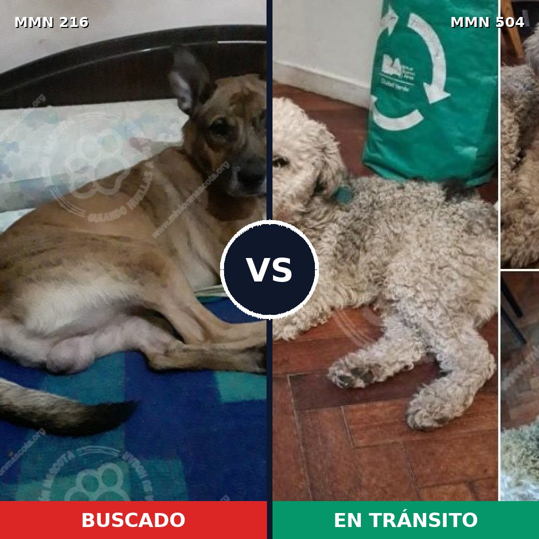 Comparativa MMS 5140: mascota perdida y mascota encontrada, 50% de similitud