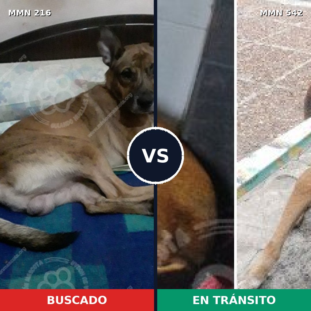Comparativa MMS 5143: mascota perdida y mascota encontrada, 6% de similitud