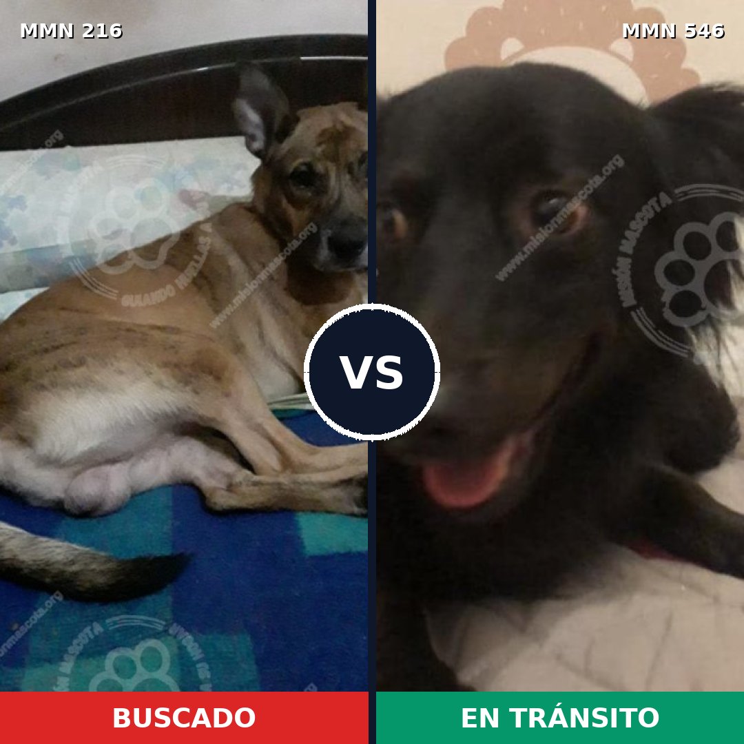Comparativa MMS 5144: mascota perdida y mascota encontrada, 8% de similitud