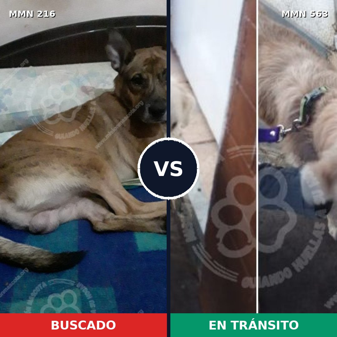 Comparativa MMS 5145: mascota perdida y mascota encontrada, 39% de similitud