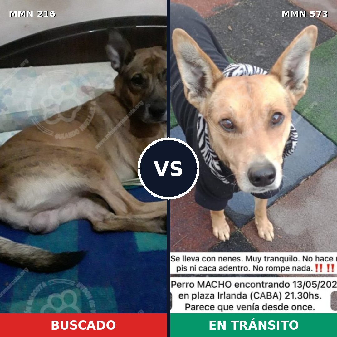 Comparativa MMS 5146: mascota perdida y mascota encontrada, 57% de similitud