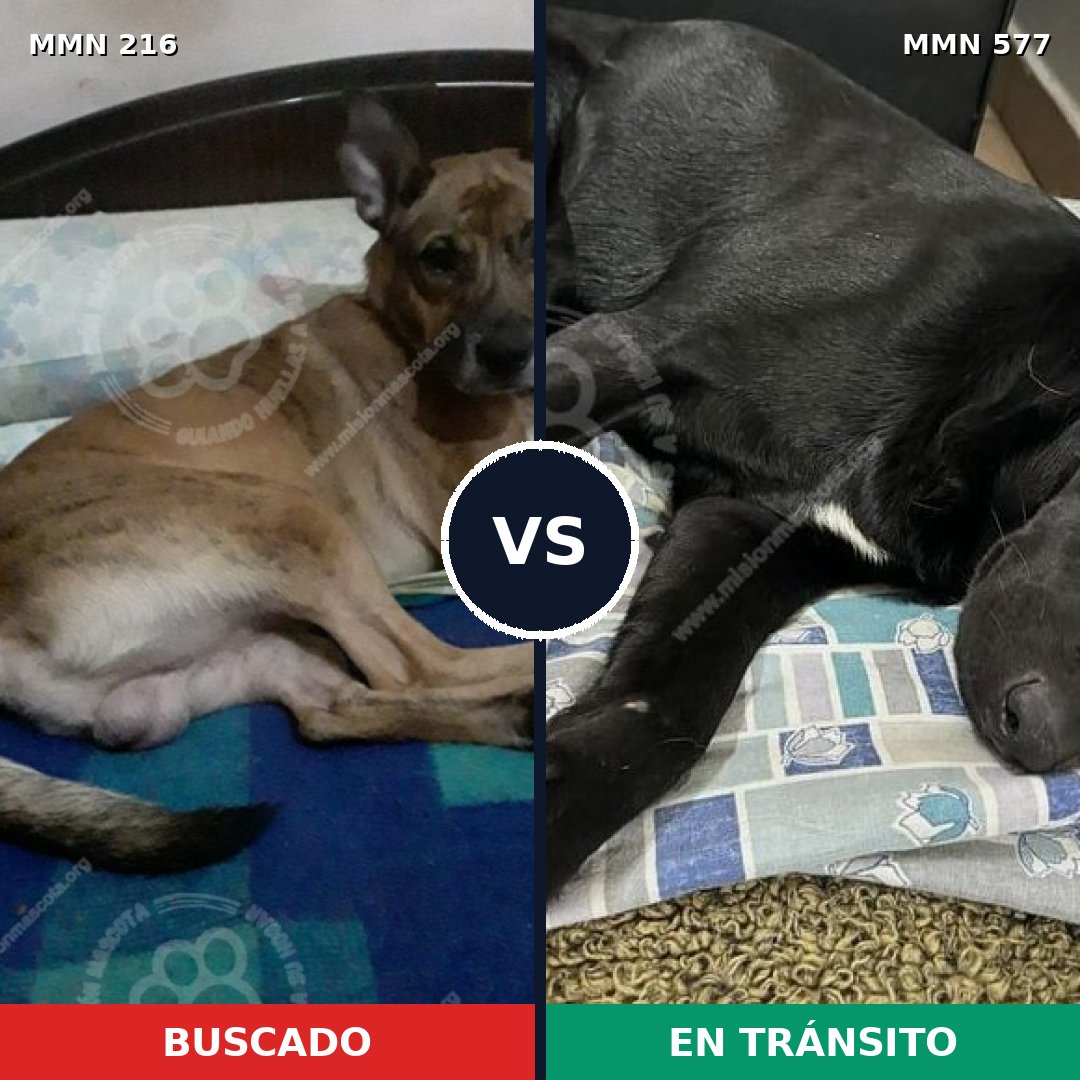 Comparativa MMS 5147: mascota perdida y mascota encontrada, 47% de similitud