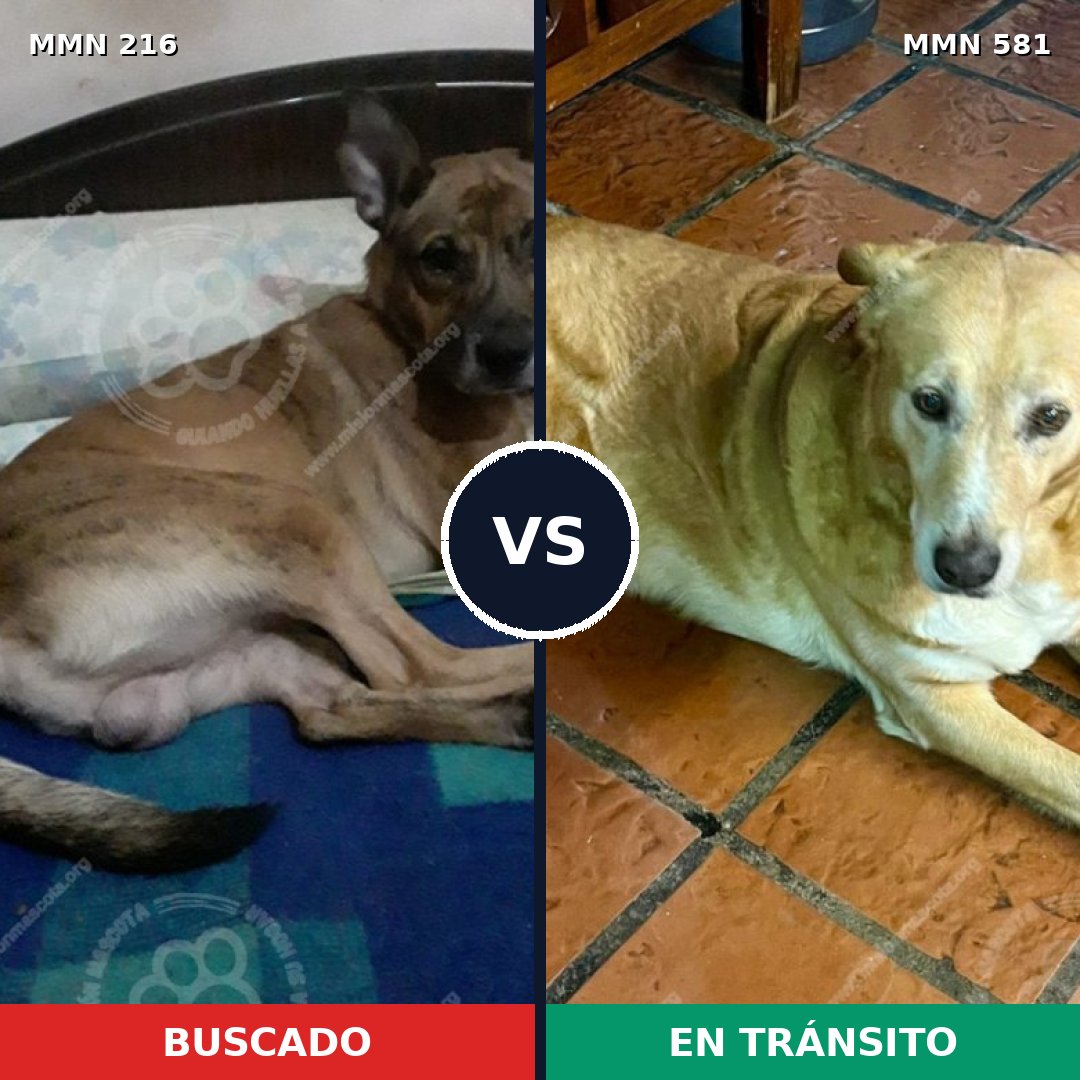 Comparativa MMS 5148: mascota perdida y mascota encontrada, 11% de similitud