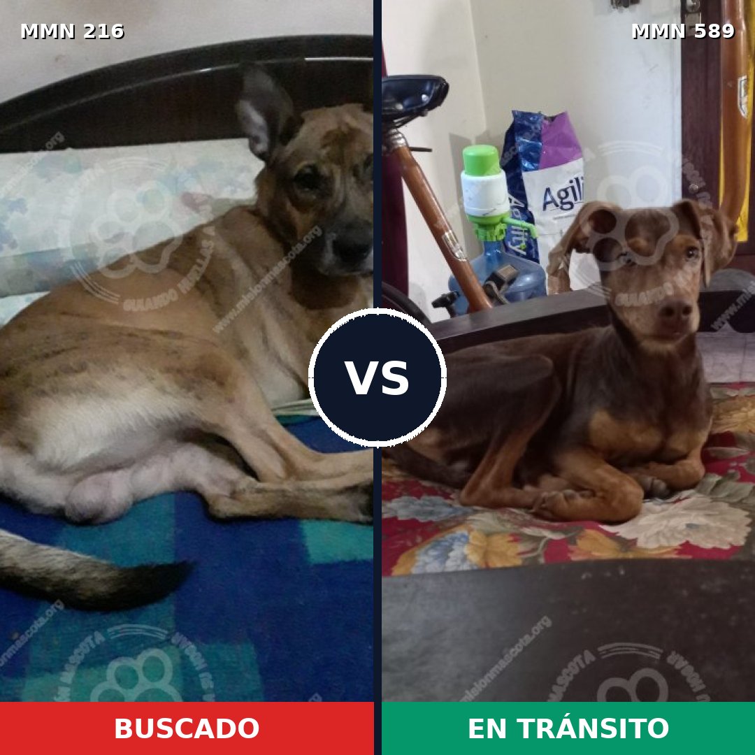 Comparativa MMS 5149: mascota perdida y mascota encontrada, 7% de similitud