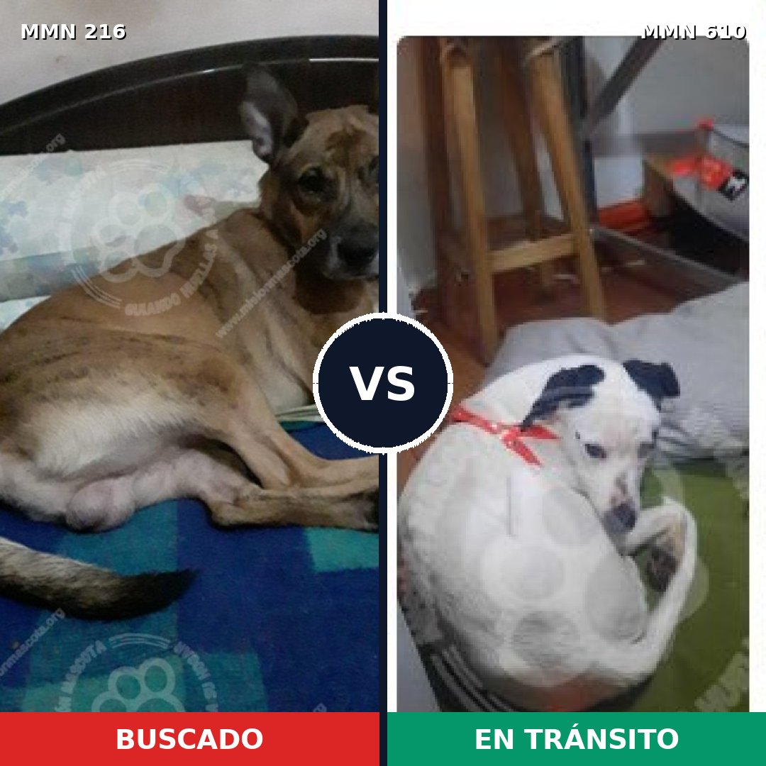 Comparativa MMS 5150: mascota perdida y mascota encontrada, 51% de similitud