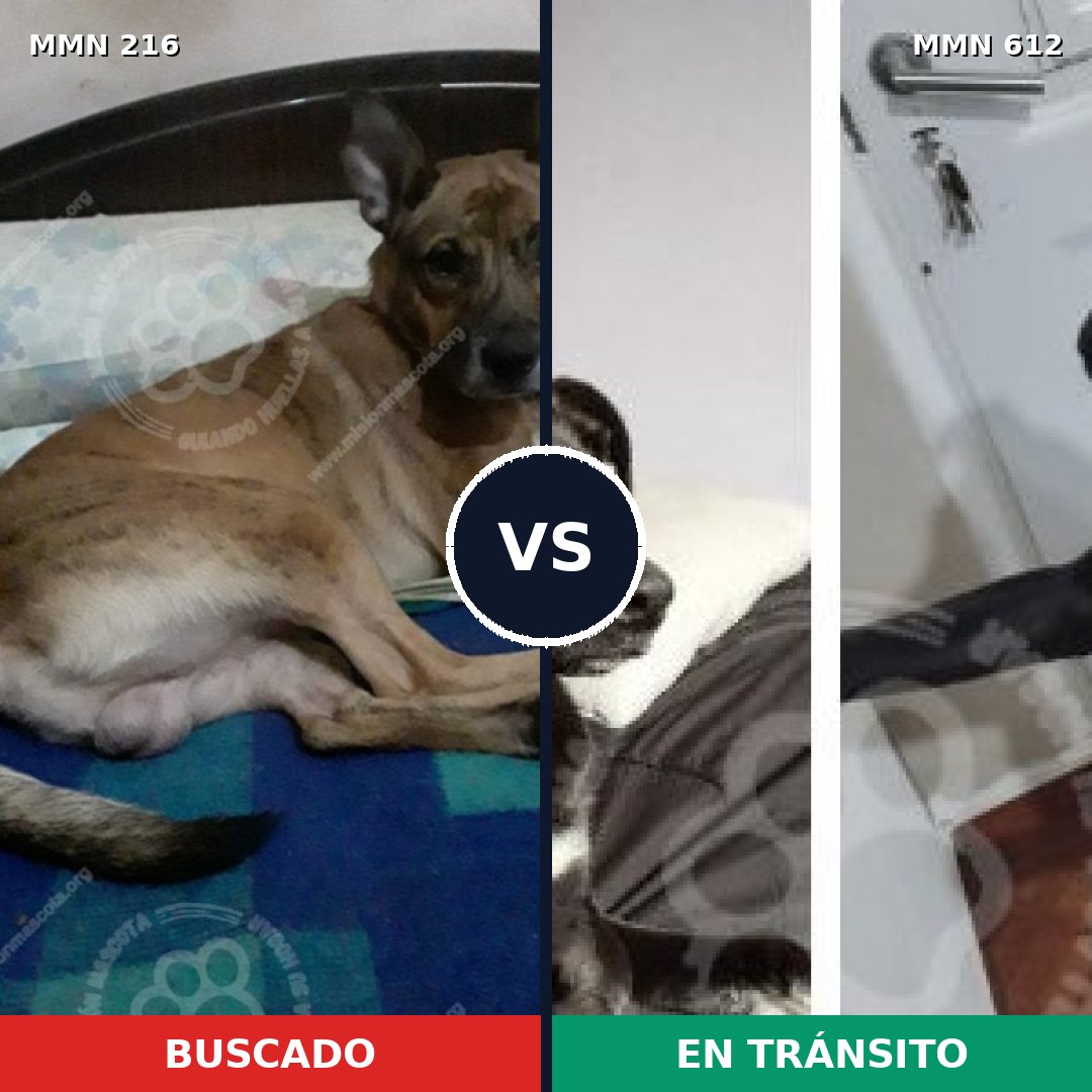 Comparativa MMS 5151: mascota perdida y mascota encontrada, 47% de similitud