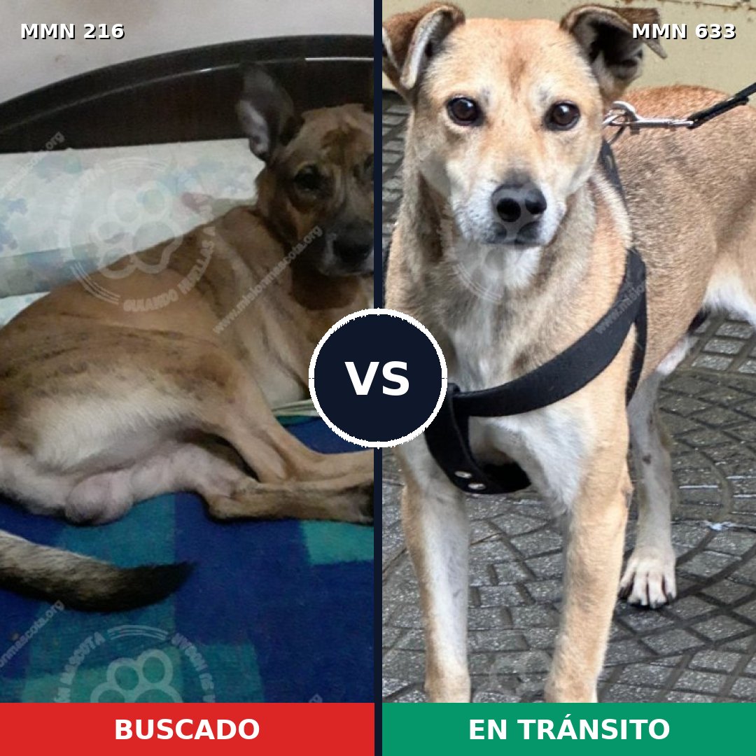 Comparativa MMS 5152: mascota perdida y mascota encontrada, 61% de similitud
