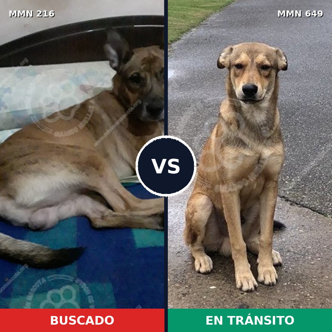 Comparativa MMS 5154: mascota perdida y mascota encontrada, 15% de similitud