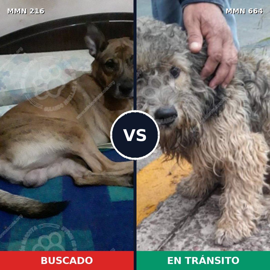 Comparativa MMS 5156: mascota perdida y mascota encontrada, 71% de similitud