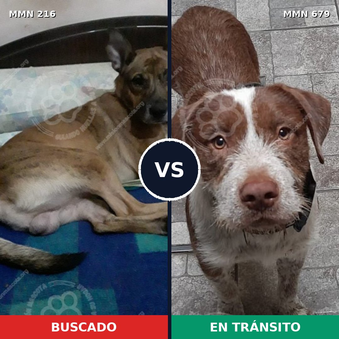 Comparativa MMS 5158: mascota perdida y mascota encontrada, 5% de similitud