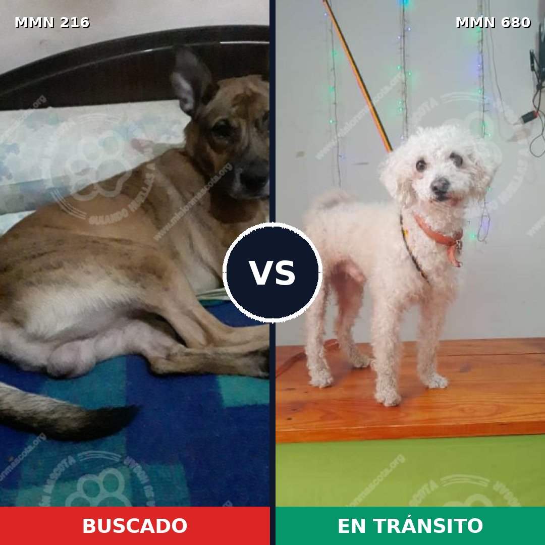 Comparativa MMS 5159: mascota perdida y mascota encontrada, 8% de similitud