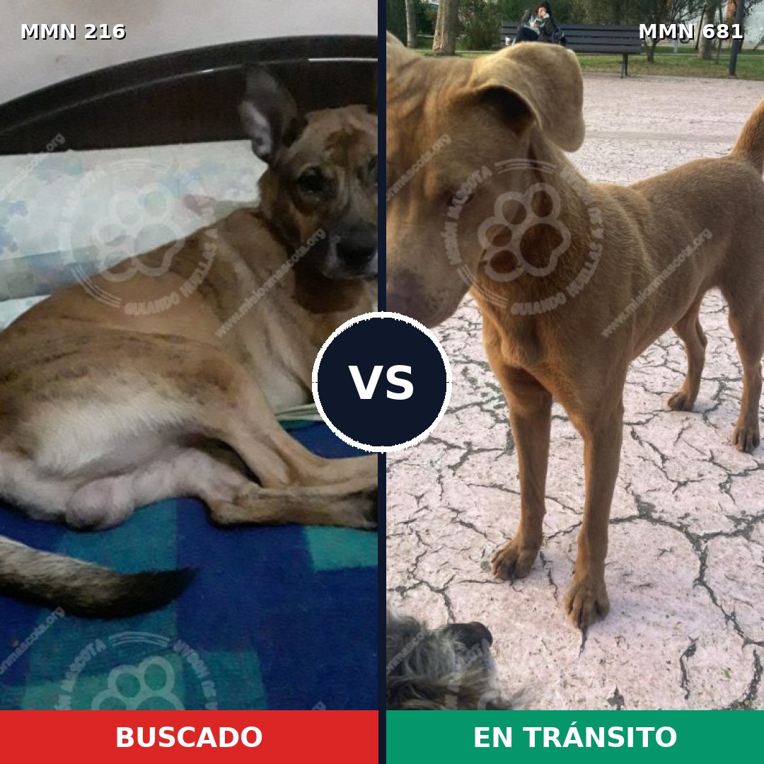 Comparativa MMS 5160: mascota perdida y mascota encontrada, 12% de similitud