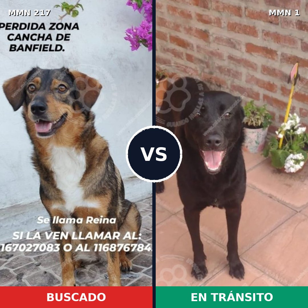 Comparativa MMS 5161: mascota perdida y mascota encontrada, 66% de similitud