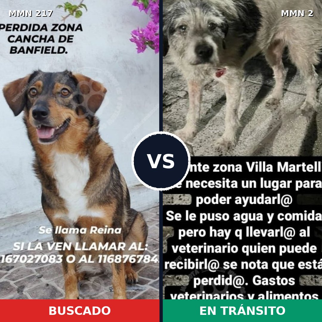 Comparativa MMS 5162: mascota perdida y mascota encontrada, 55% de similitud