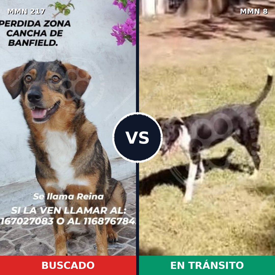 Comparativa MMS 5163: mascota perdida y mascota encontrada, 71% de similitud