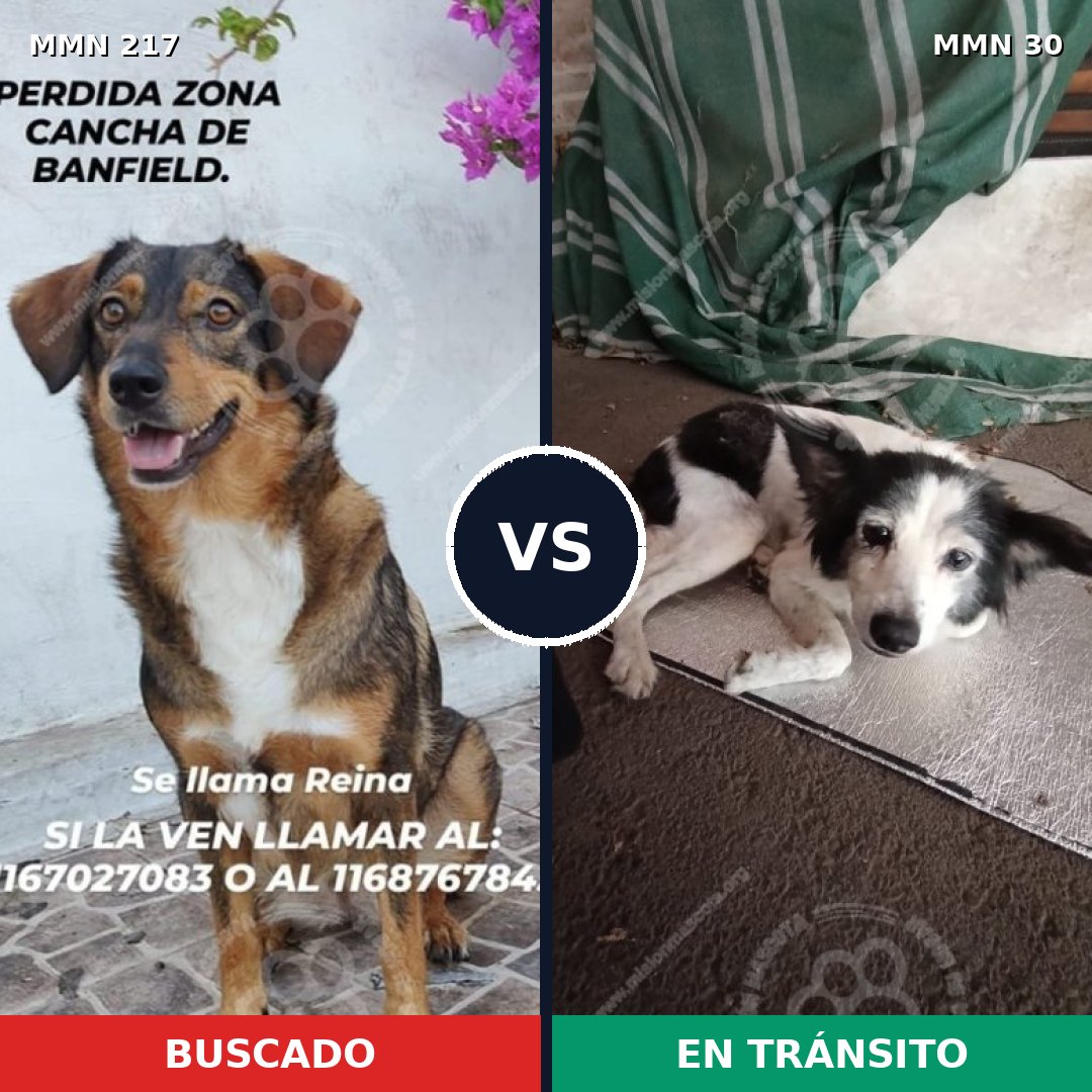 Comparativa MMS 5164: mascota perdida y mascota encontrada, 64% de similitud