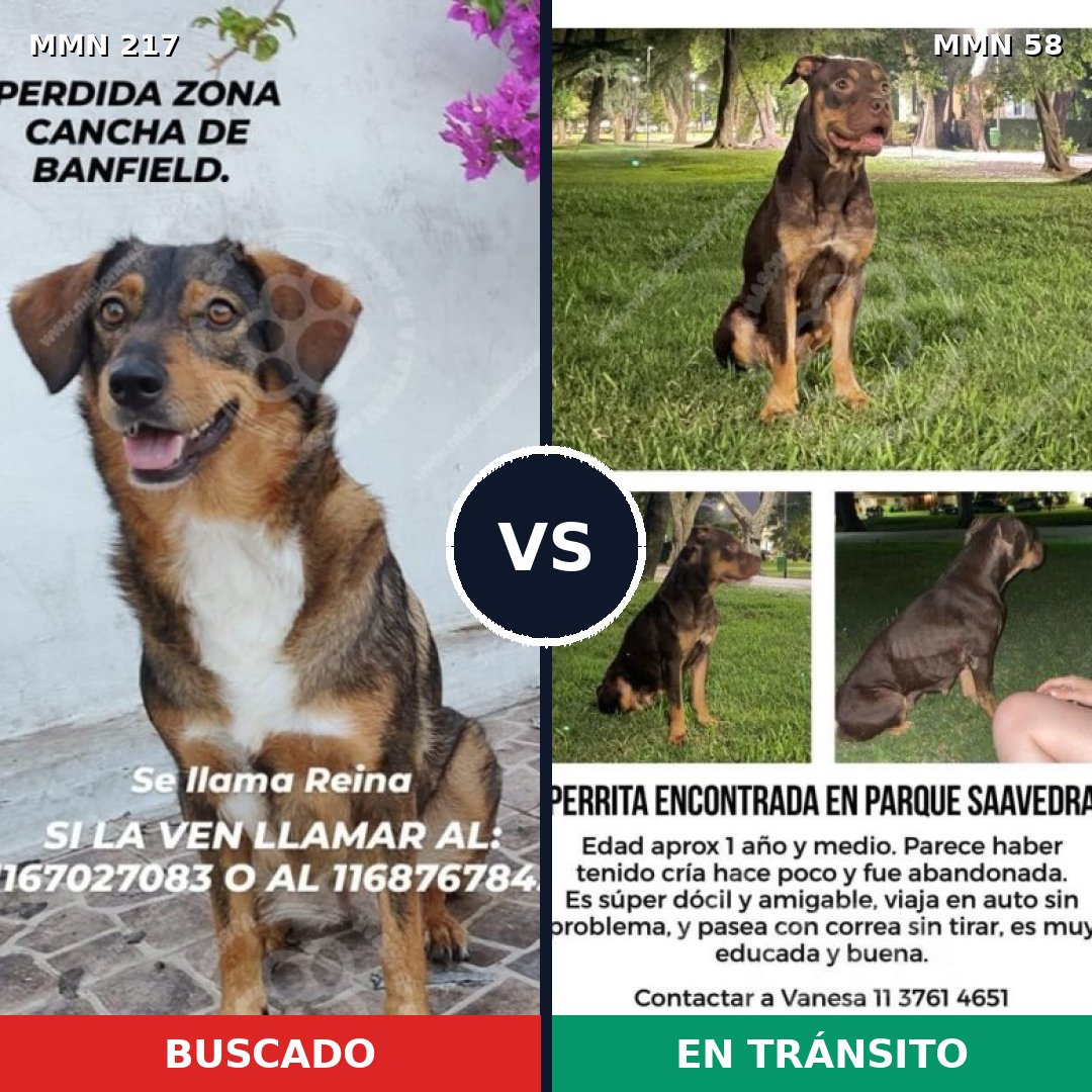 Comparativa MMS 5165: mascota perdida y mascota encontrada, 55% de similitud