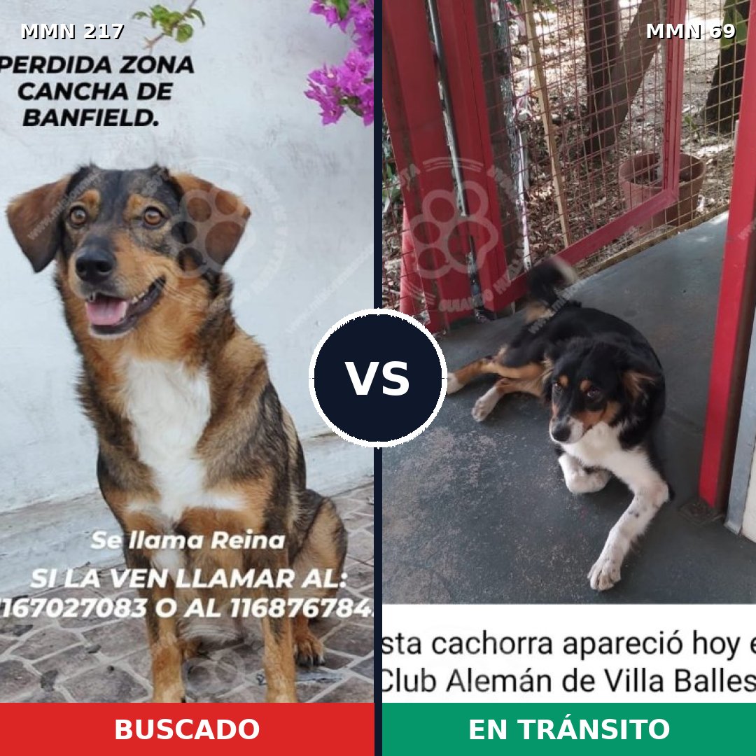 Comparativa MMS 5167: mascota perdida y mascota encontrada, 63% de similitud