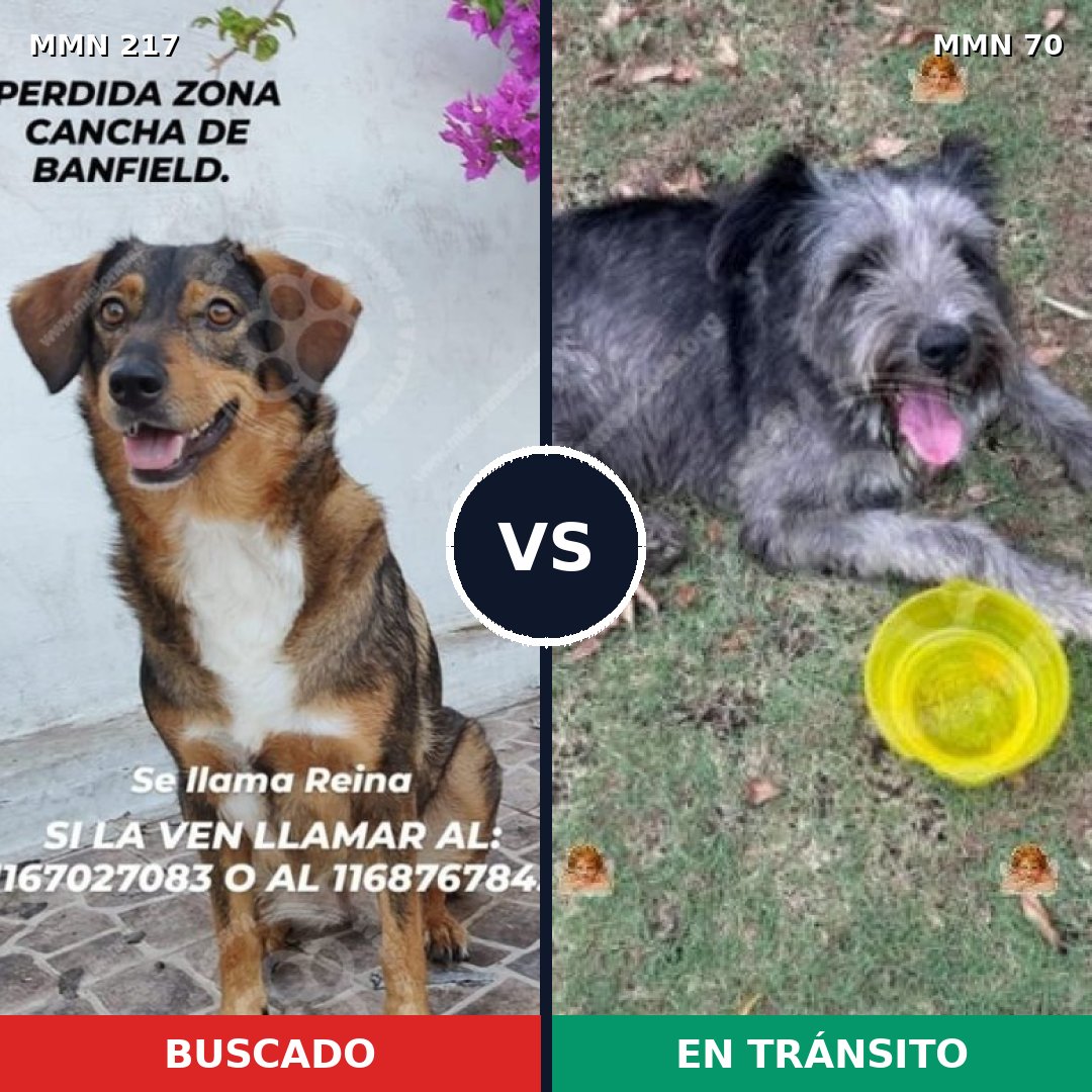 Comparativa MMS 5168: mascota perdida y mascota encontrada, 72% de similitud