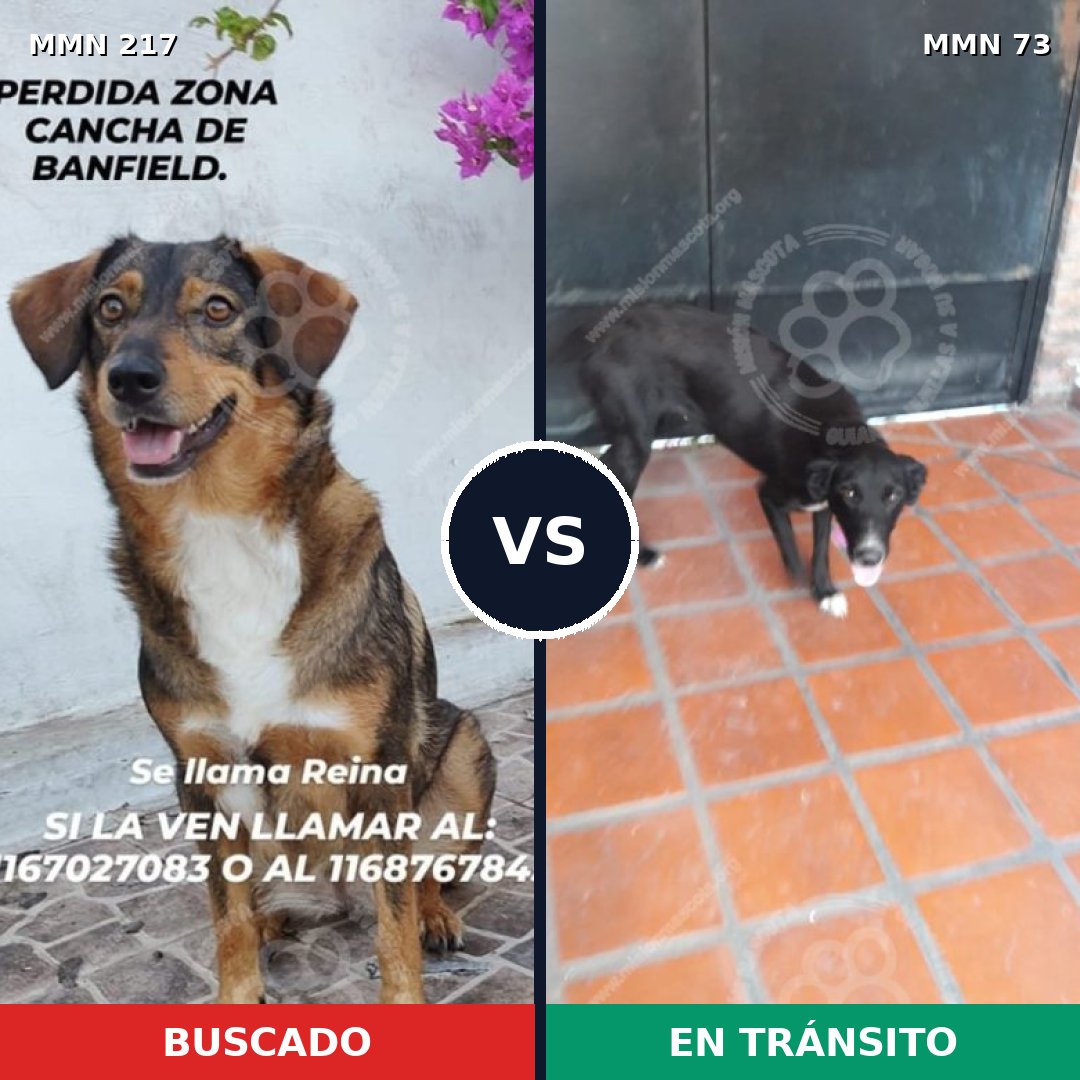 Comparativa MMS 5169: mascota perdida y mascota encontrada, 69% de similitud