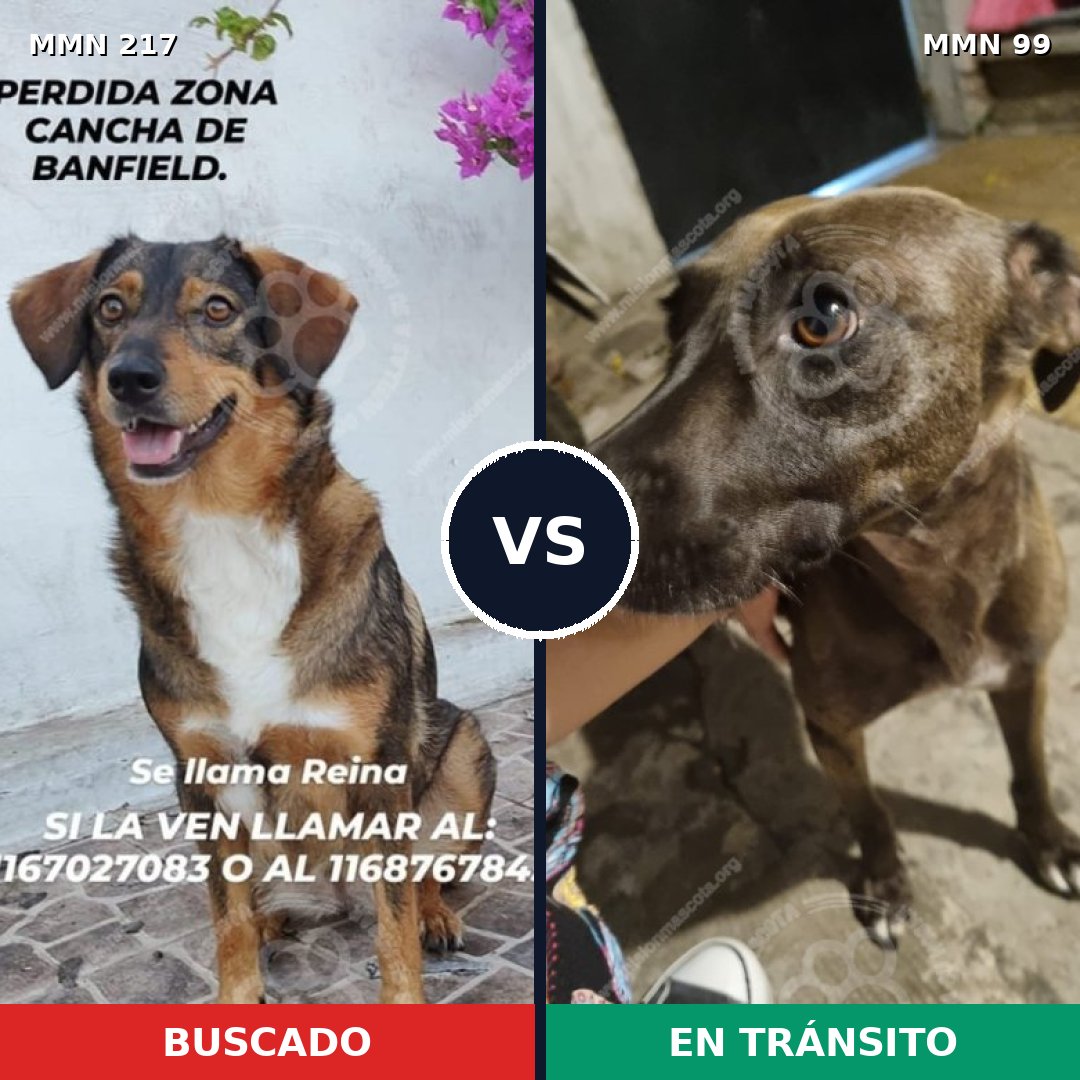 Comparativa MMS 5171: mascota perdida y mascota encontrada, 31% de similitud