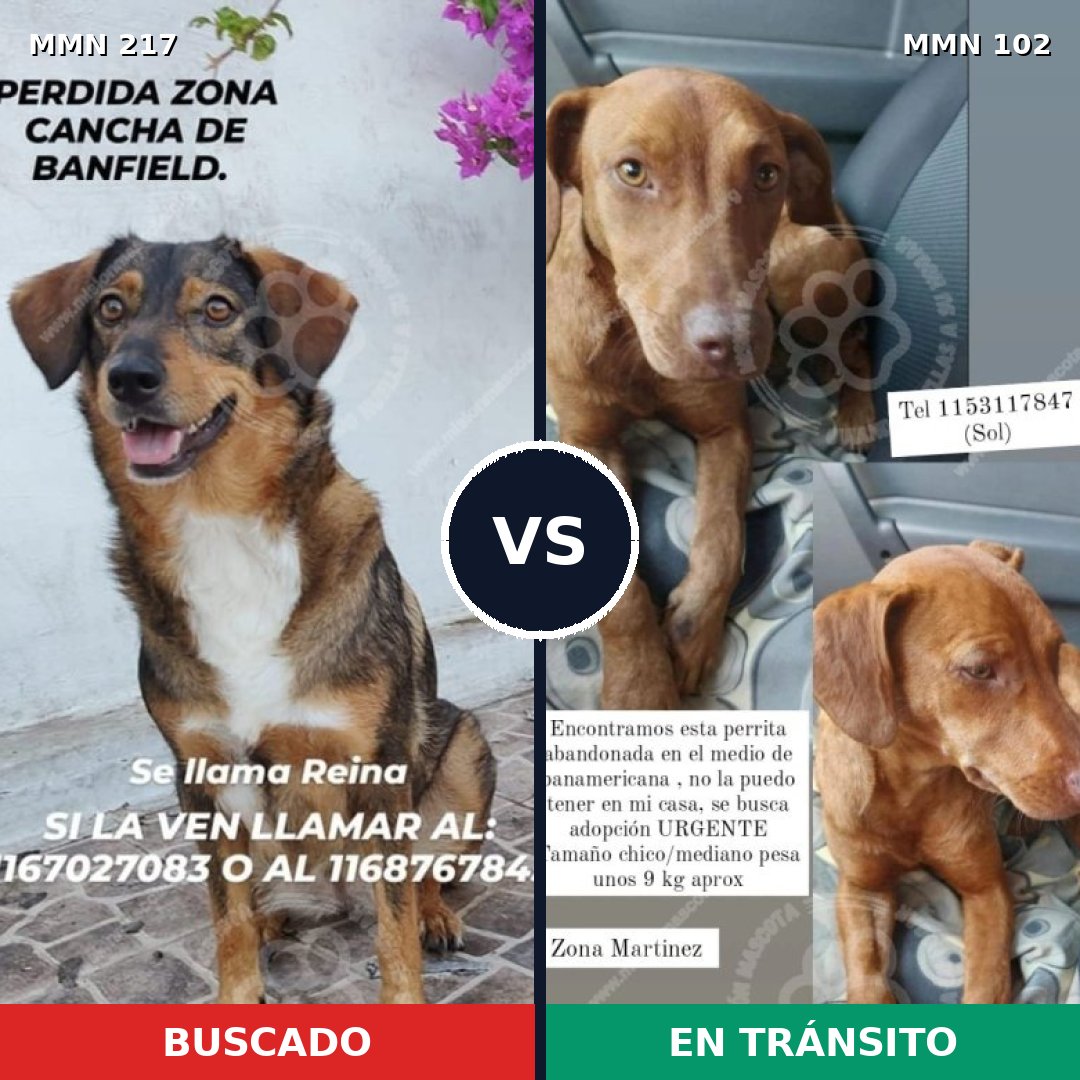 Comparativa MMS 5172: mascota perdida y mascota encontrada, 55% de similitud