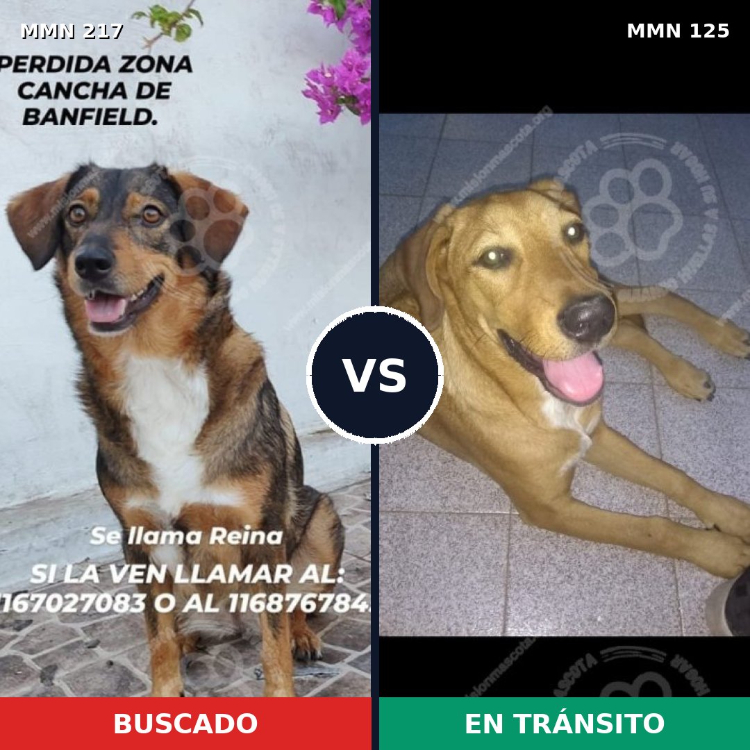 Comparativa MMS 5173: mascota perdida y mascota encontrada, 43% de similitud