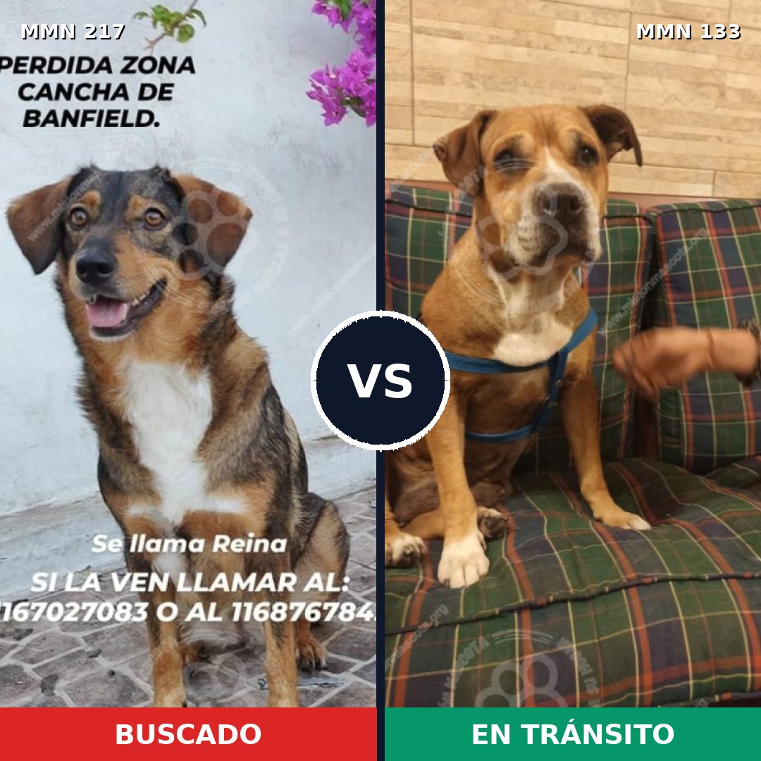 Comparativa MMS 5174: mascota perdida y mascota encontrada, 48% de similitud