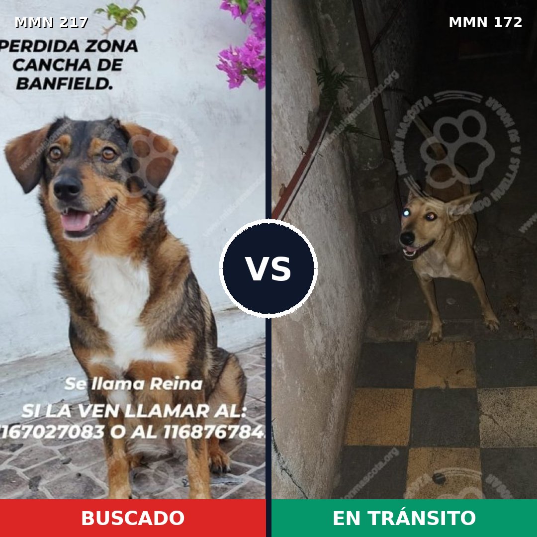 Comparativa MMS 5175: mascota perdida y mascota encontrada, 69% de similitud