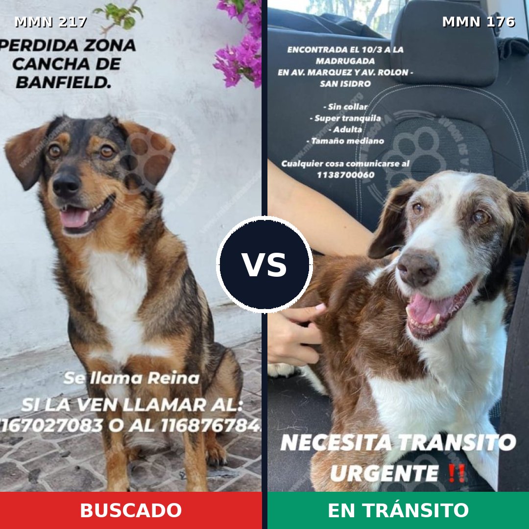 Comparativa MMS 5177: mascota perdida y mascota encontrada, 51% de similitud