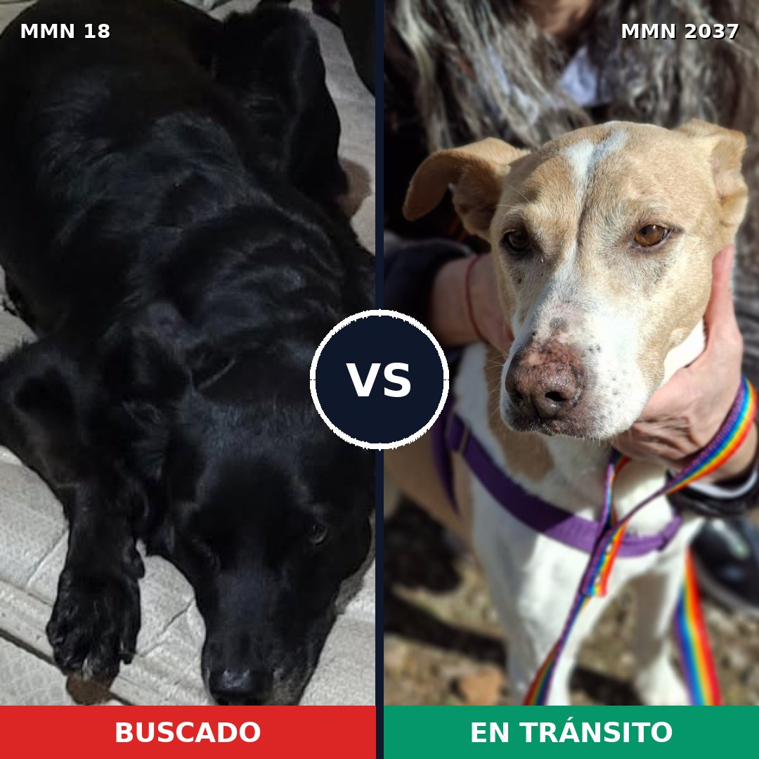 Comparativa MMS 51776: mascota perdida y mascota encontrada, 82% de similitud