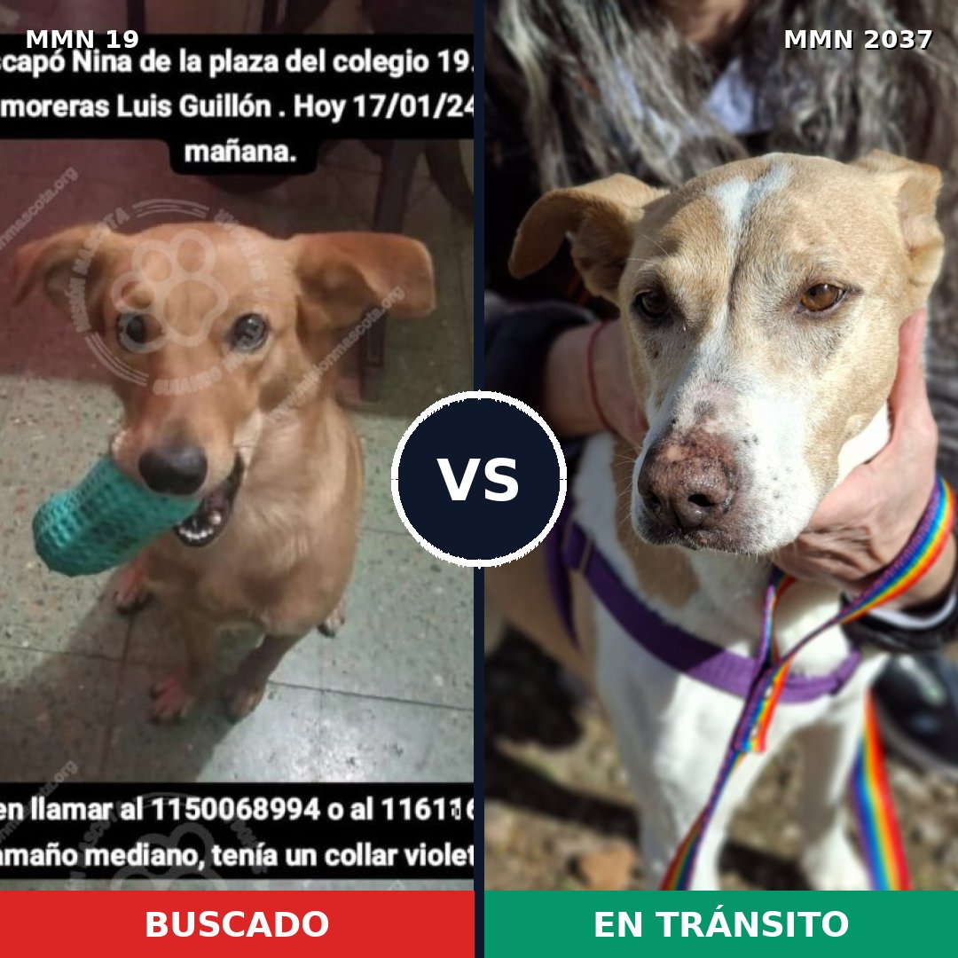 Comparativa MMS 51777: mascota perdida y mascota encontrada, 58% de similitud