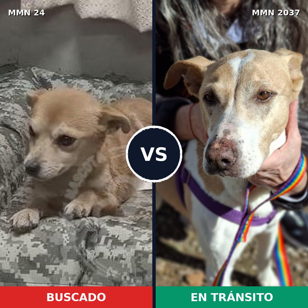 Comparativa MMS 51779: mascota perdida y mascota encontrada, 44% de similitud