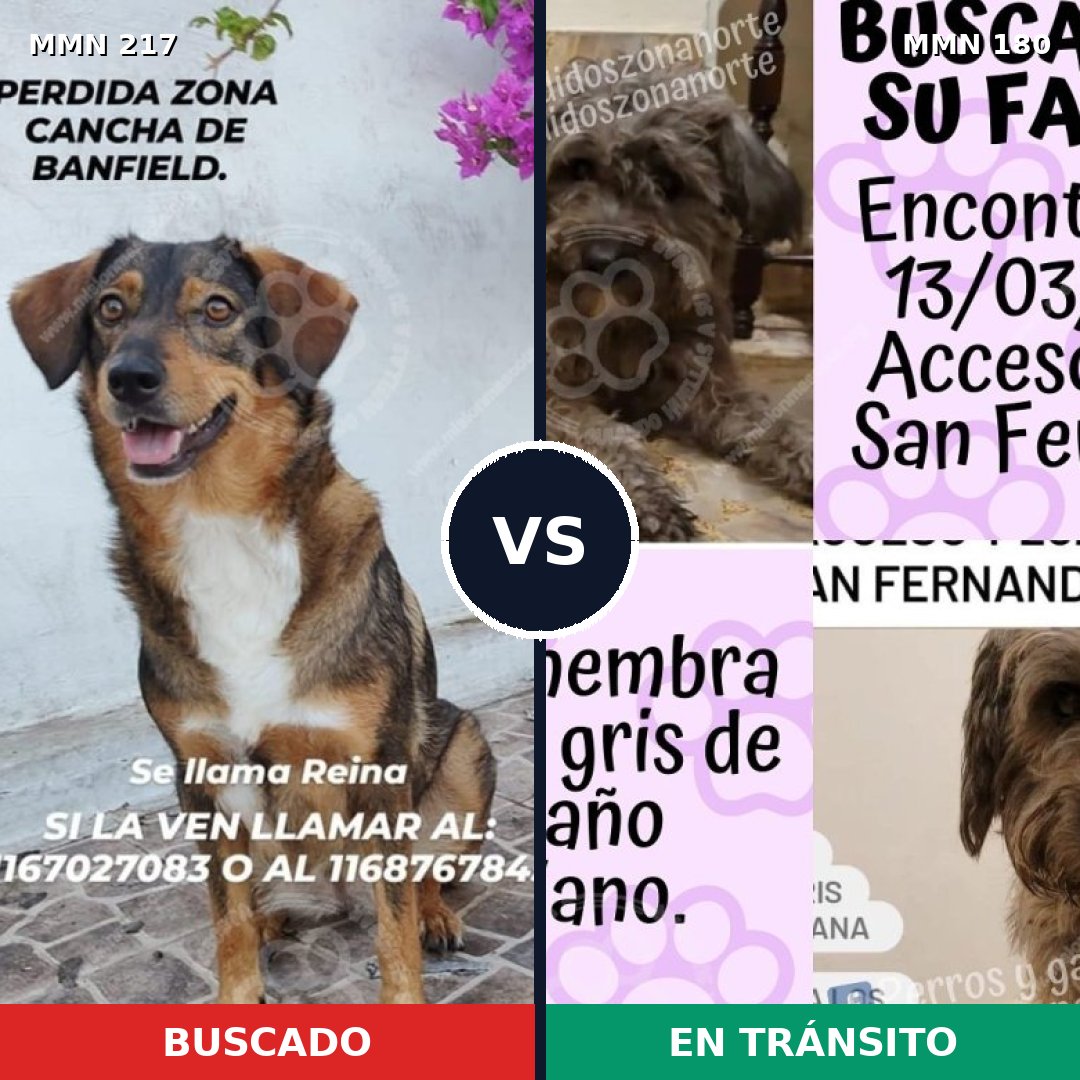 Comparativa MMS 5178: mascota perdida y mascota encontrada, 63% de similitud