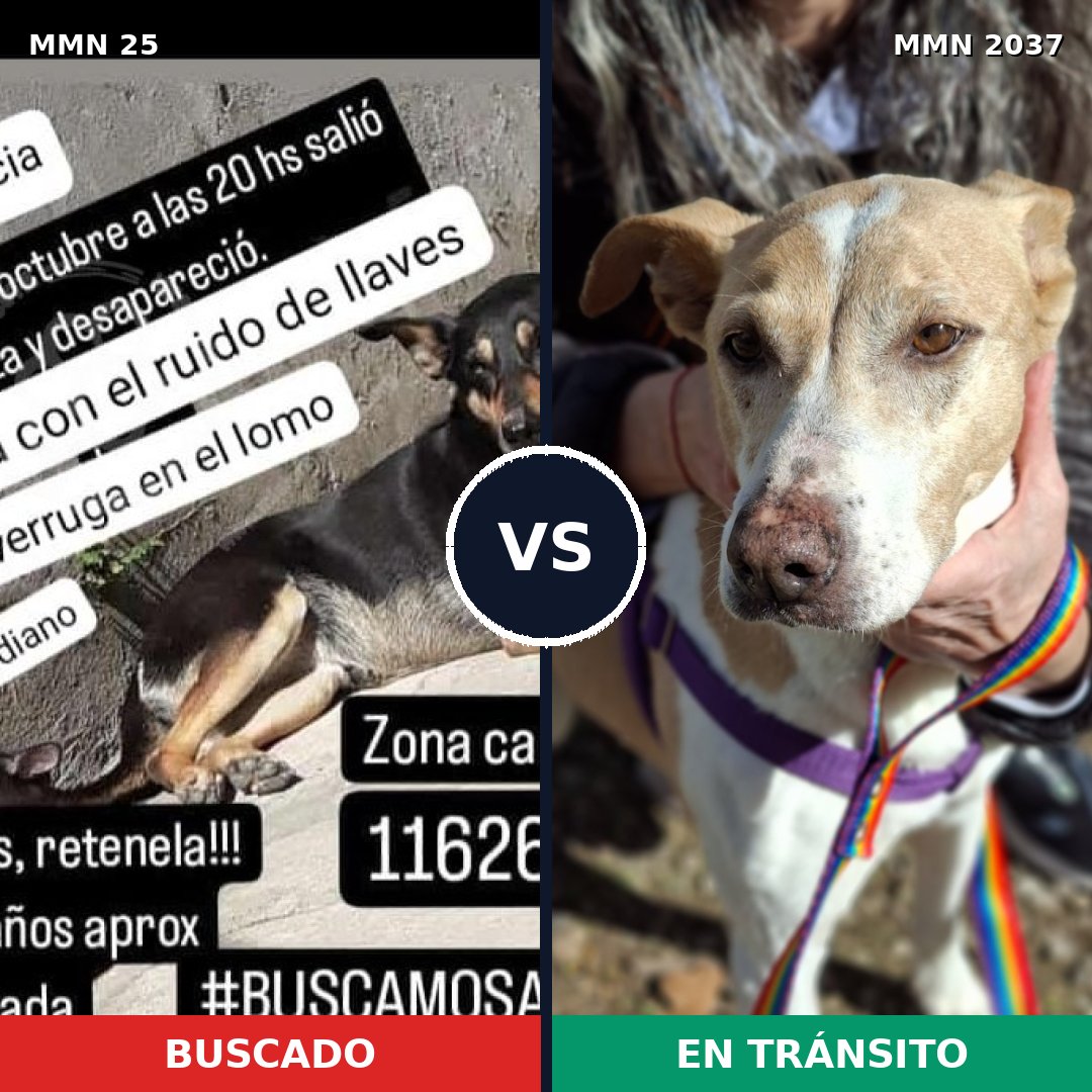 Comparativa MMS 51780: mascota perdida y mascota encontrada, 52% de similitud