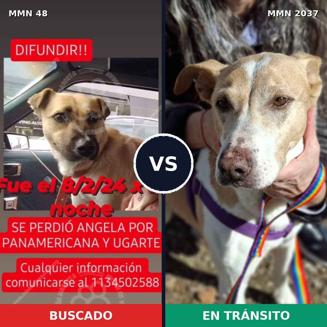 Comparativa MMS 51783: mascota perdida y mascota encontrada, 55% de similitud