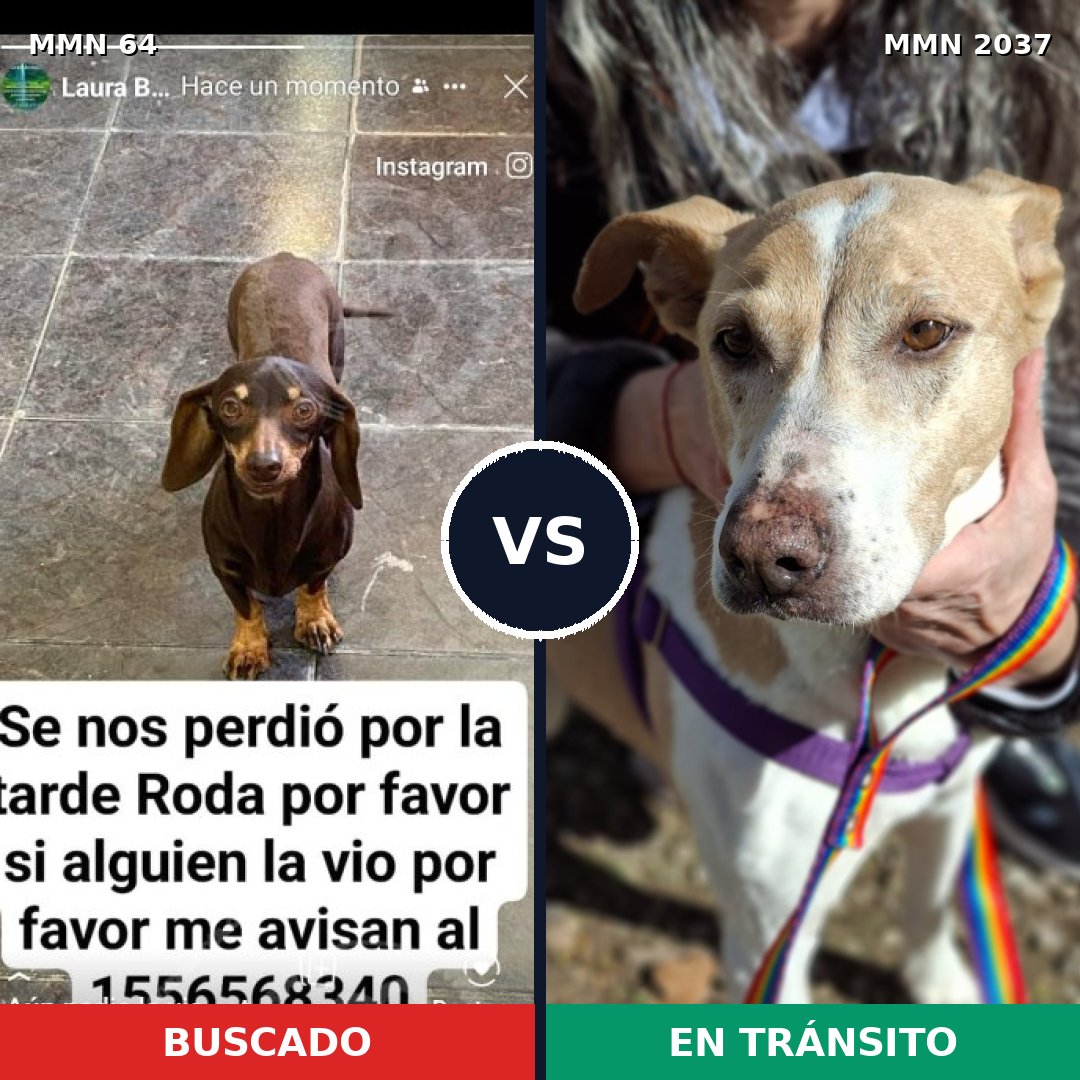 Comparativa MMS 51785: mascota perdida y mascota encontrada, 27% de similitud