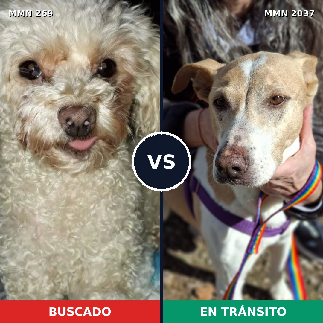 Comparativa MMS 51788: mascota perdida y mascota encontrada, 42% de similitud