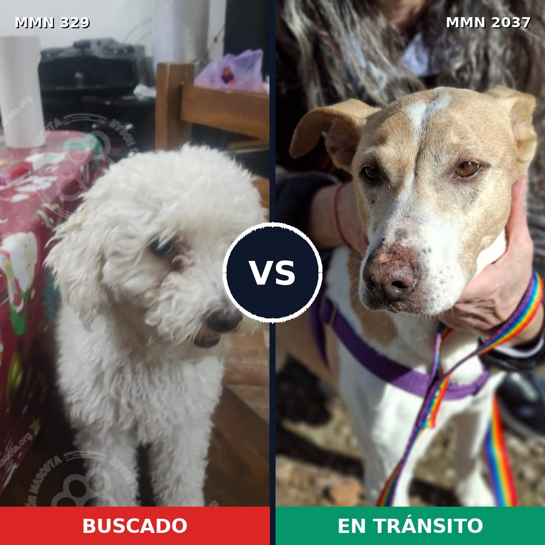 Comparativa MMS 51789: mascota perdida y mascota encontrada, 42% de similitud