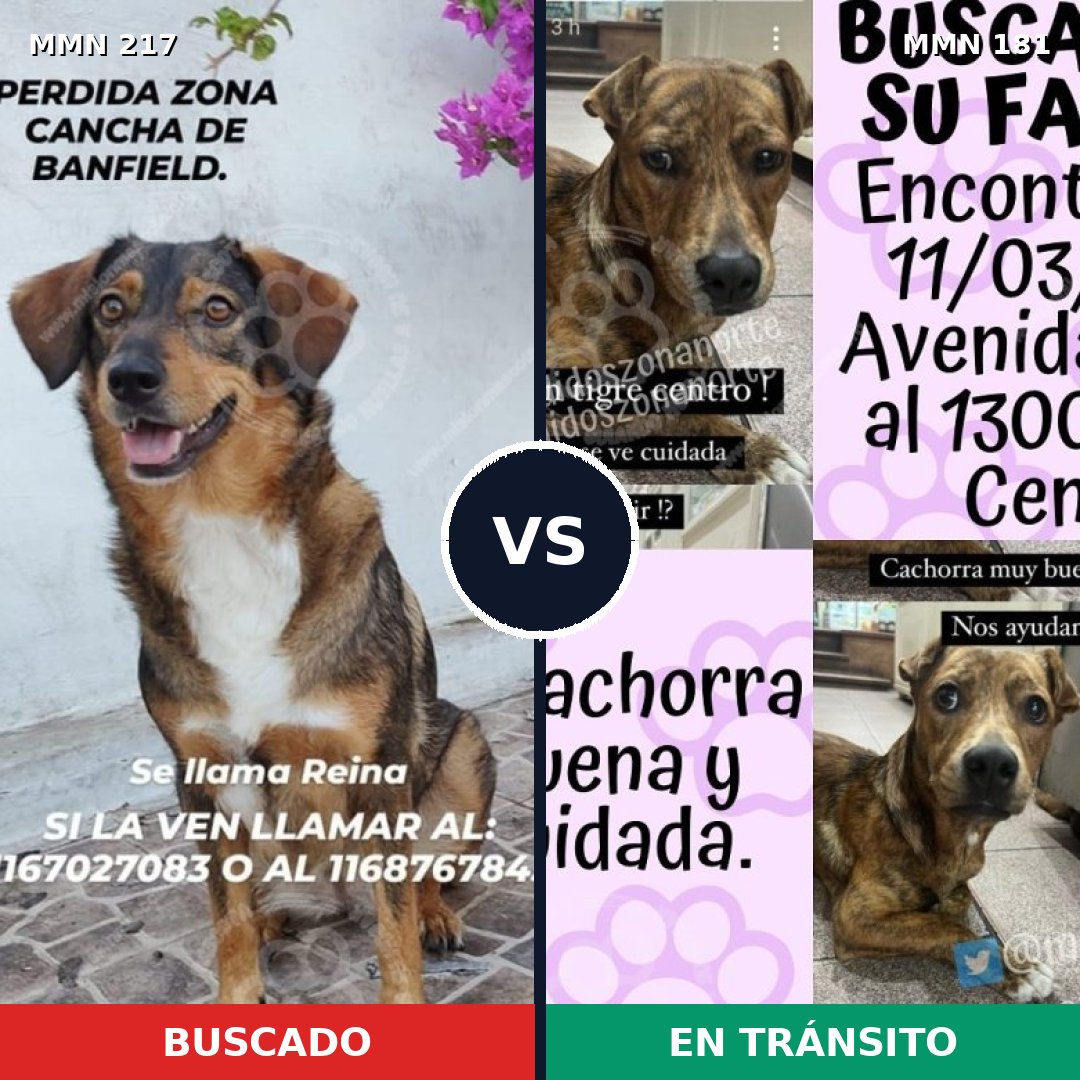 Comparativa MMS 5179: mascota perdida y mascota encontrada, 71% de similitud