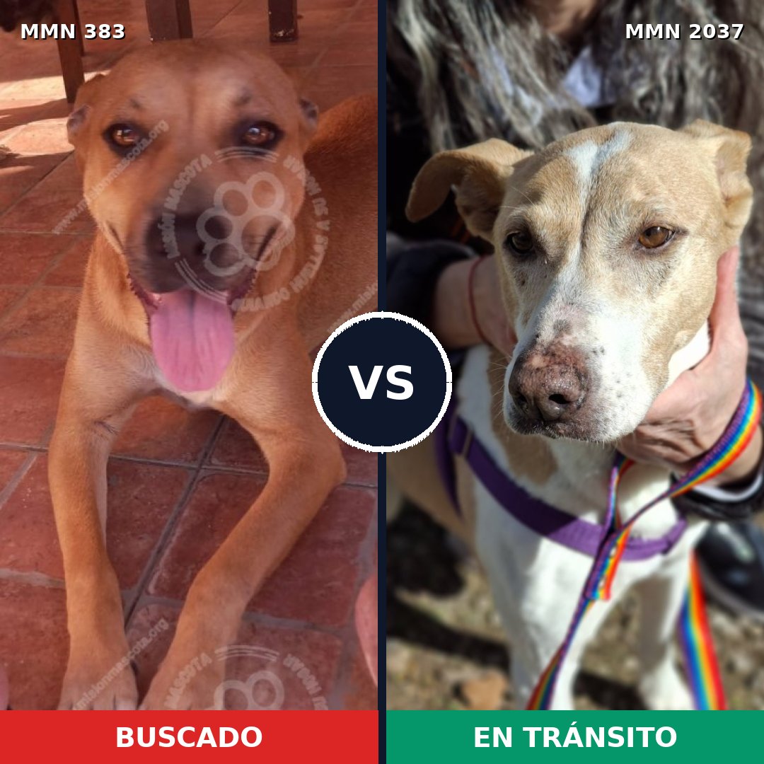 Comparativa MMS 51790: mascota perdida y mascota encontrada, 44% de similitud