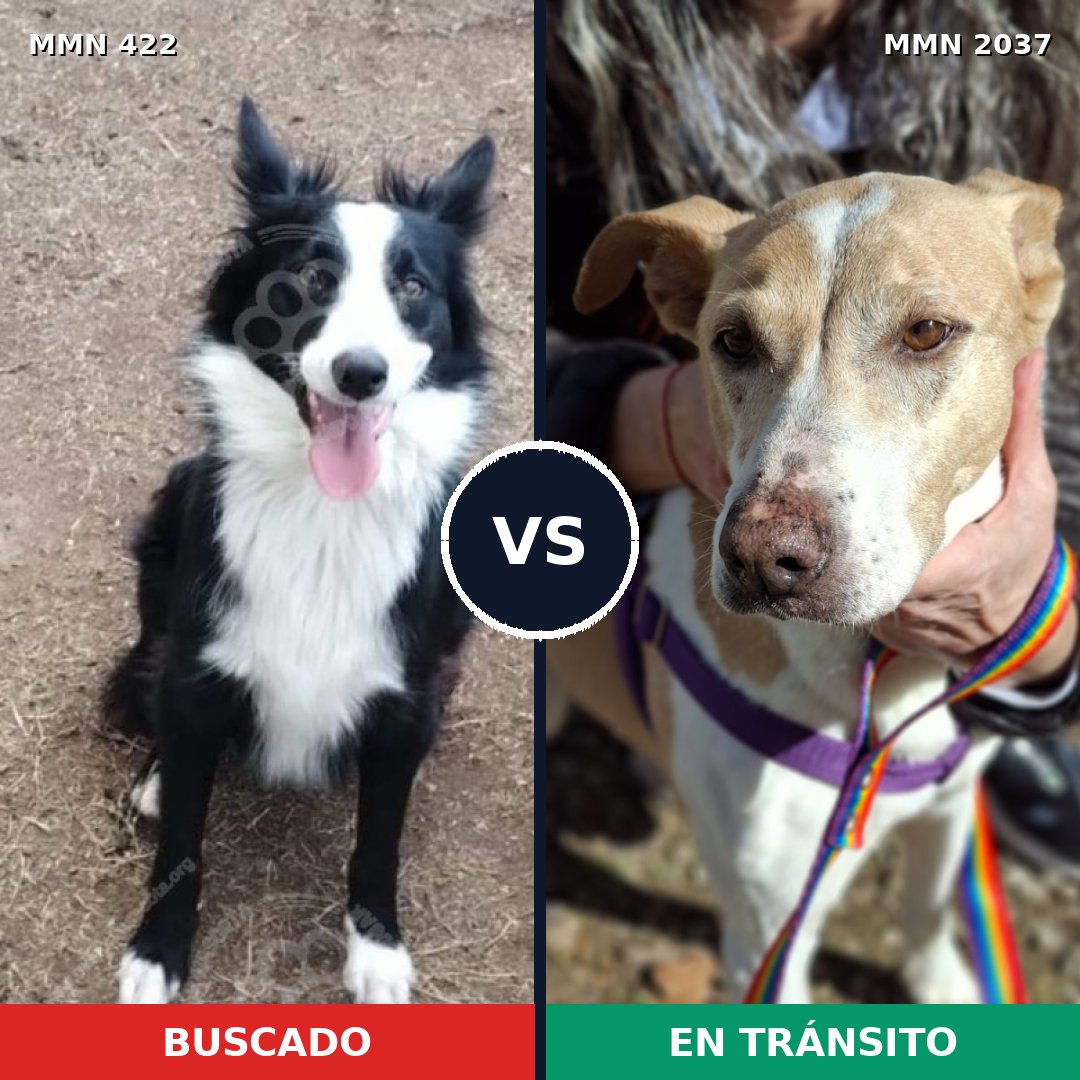 Comparativa MMS 51792: mascota perdida y mascota encontrada, 34% de similitud