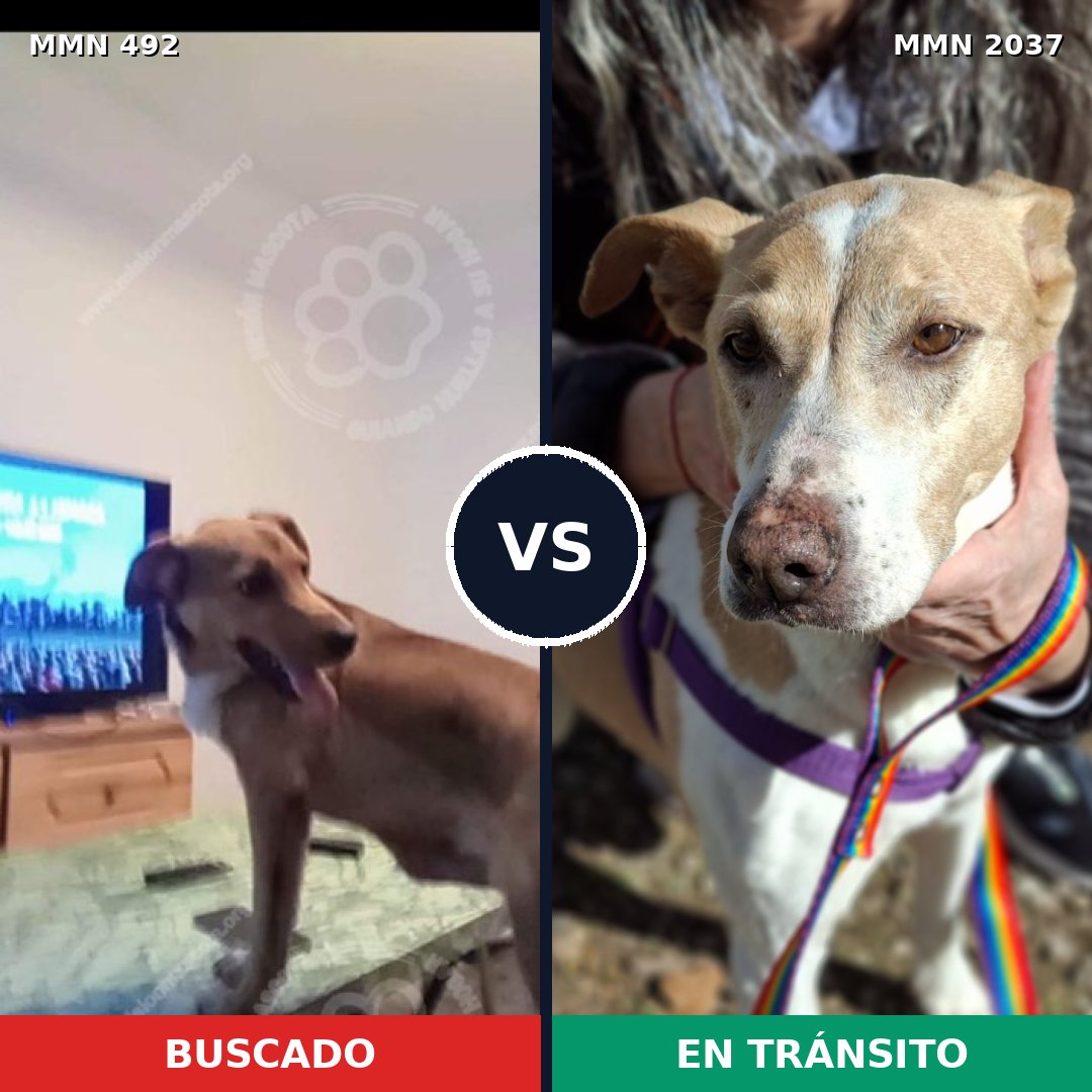 Comparativa MMS 51793: mascota perdida y mascota encontrada, 75% de similitud