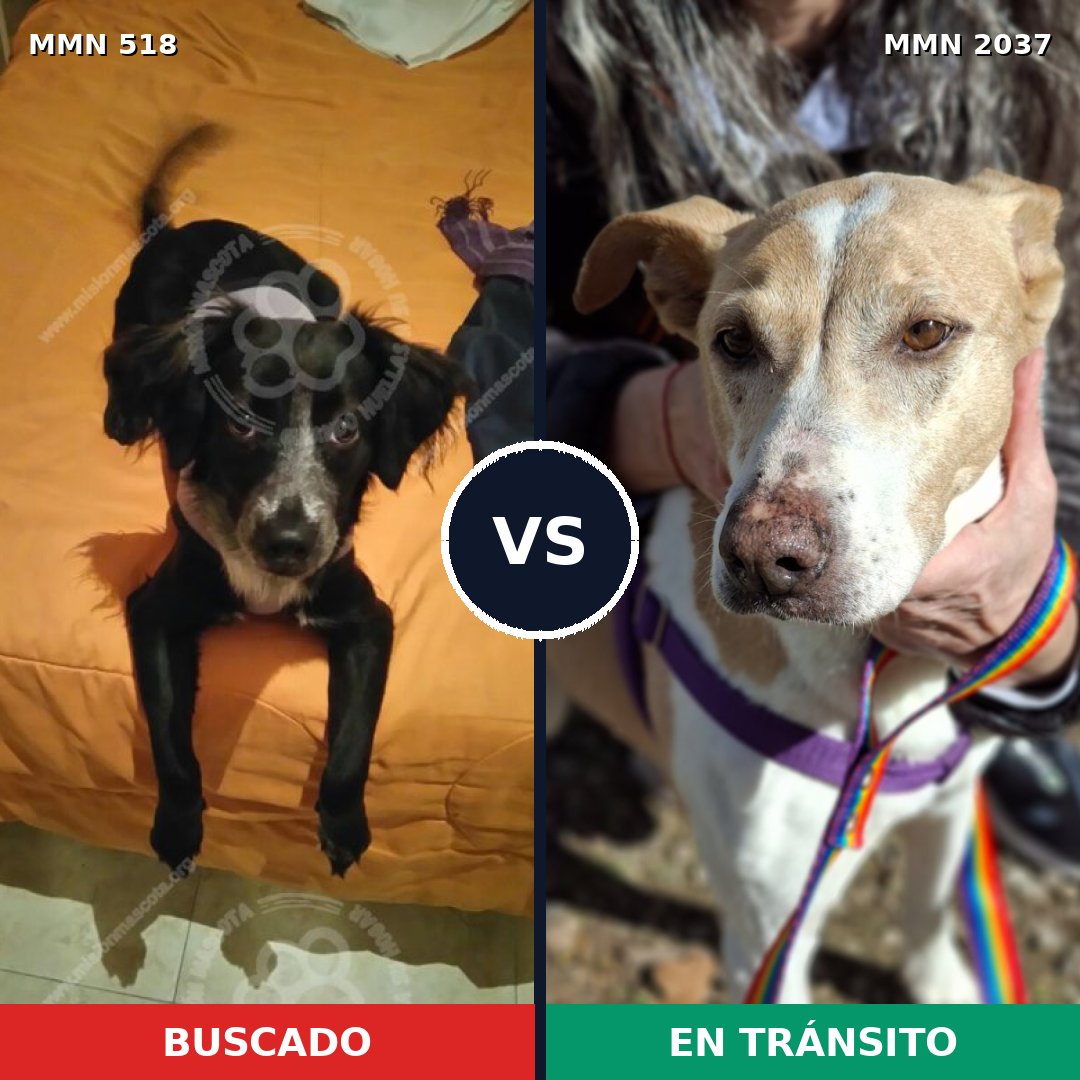Comparativa MMS 51795: mascota perdida y mascota encontrada, 48% de similitud