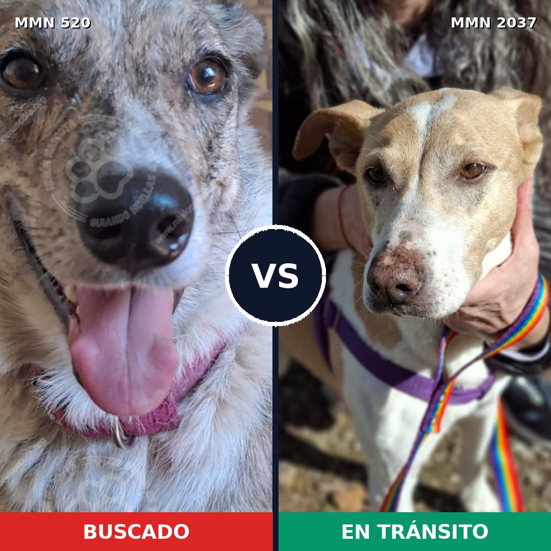 Comparativa MMS 51796: mascota perdida y mascota encontrada, 35% de similitud