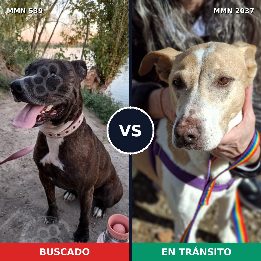 Comparativa MMS 51797: mascota perdida y mascota encontrada, 41% de similitud