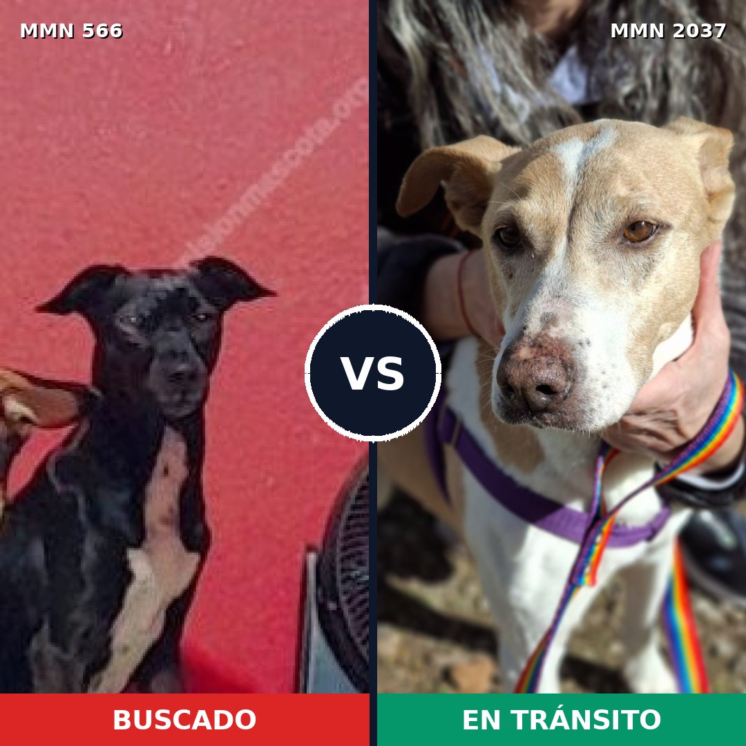 Comparativa MMS 51798: mascota perdida y mascota encontrada, 73% de similitud