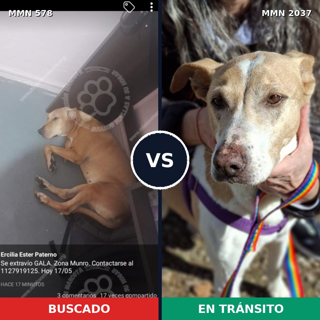 Comparativa MMS 51799: mascota perdida y mascota encontrada, 75% de similitud