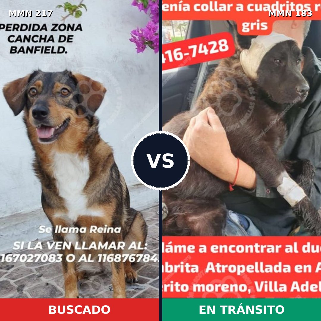 Comparativa MMS 5180: mascota perdida y mascota encontrada, 10% de similitud