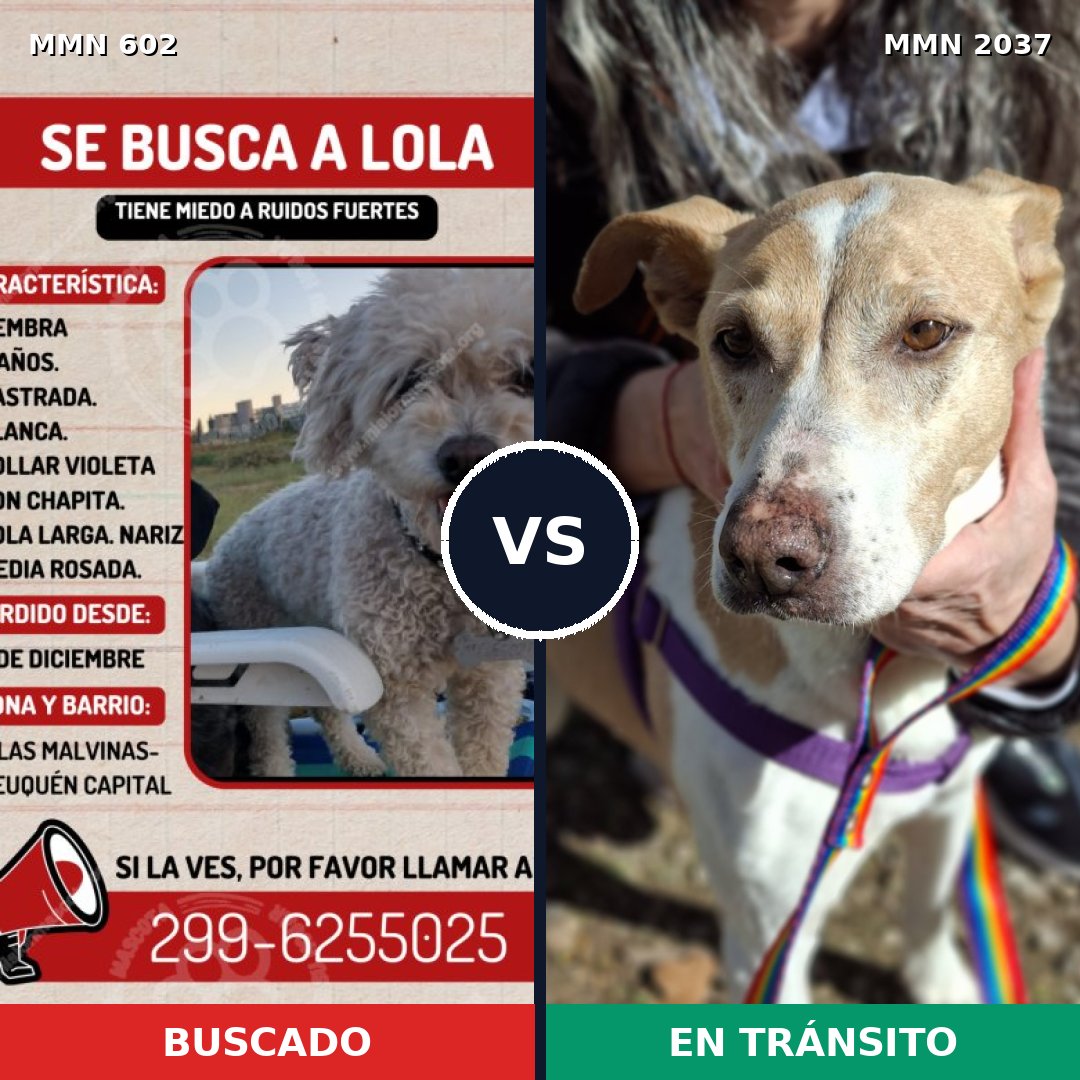 Comparativa MMS 51801: mascota perdida y mascota encontrada, 24% de similitud